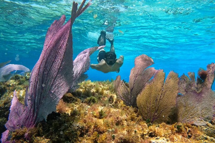 Cozumel Sea Turtle Excursion (Coral Reef)
