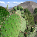 Teotihuacan Pyramids Tour