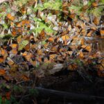 Monarch Butterfly Travel (Monarch Butterfly)