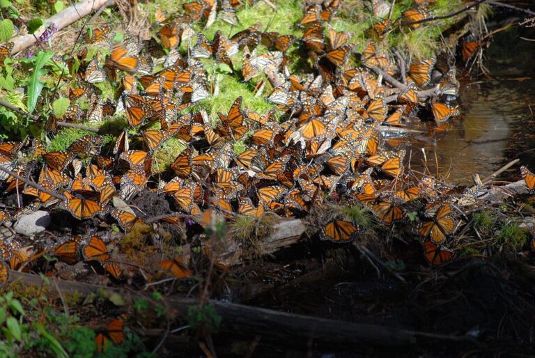 Monarch Butterfly Travel (Monarch Butterfly)