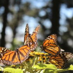 monarch butterfly biosphere reserve tours