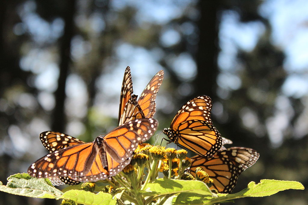 monarch butterfly biosphere reserve tours