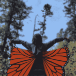 Monarch Butterfly Mexico Sanctuary
