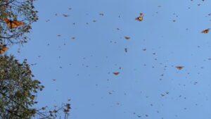 Monarch Butterfly Mexico Reserve (Butterflies)