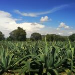 Mexico food tour