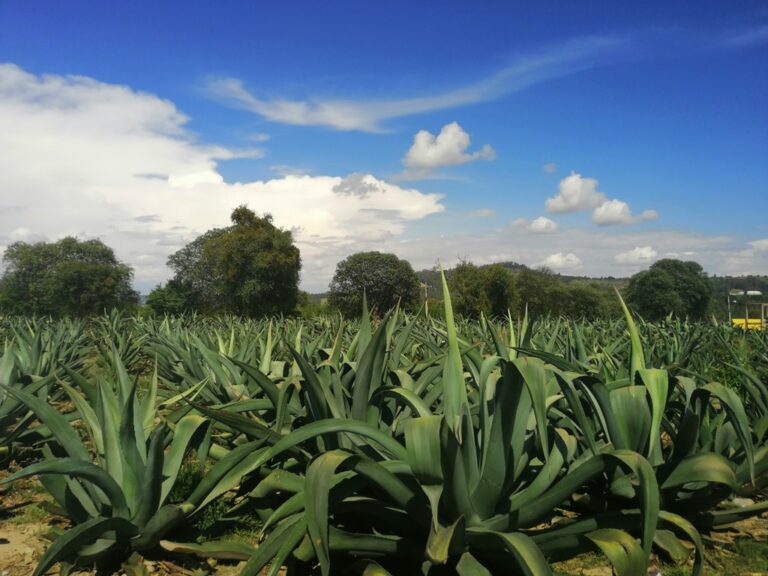 Mexico food tour