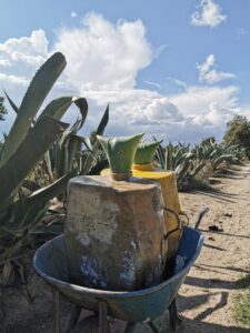 pulque