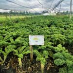 xochimilco plants