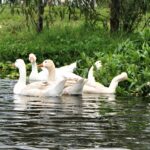 animals xochimilco