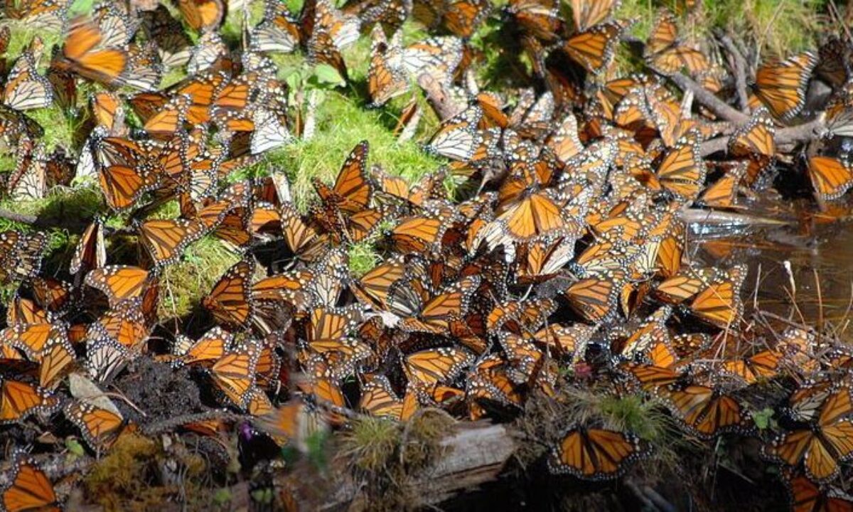 Monarch Butterfly Migration: Mexico's Top Natural Wonder
