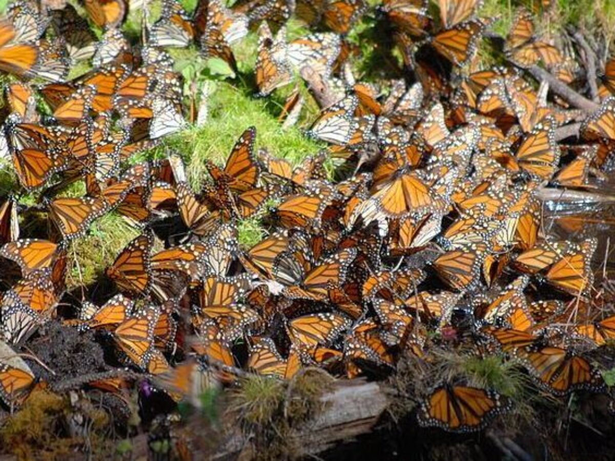 Save Our Monarchs & Lands' End  The iconic monarch butterfly