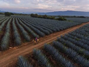 agave in jalisco