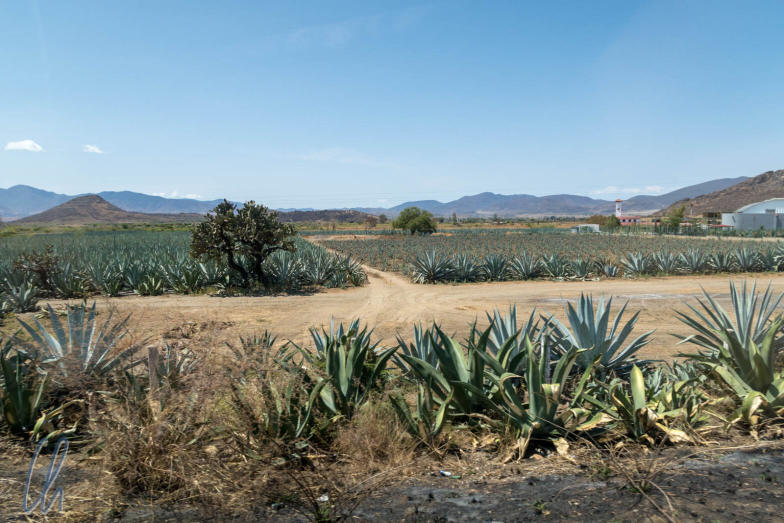Mezcal in Oaxaca