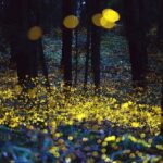 Fireflies in Mexico