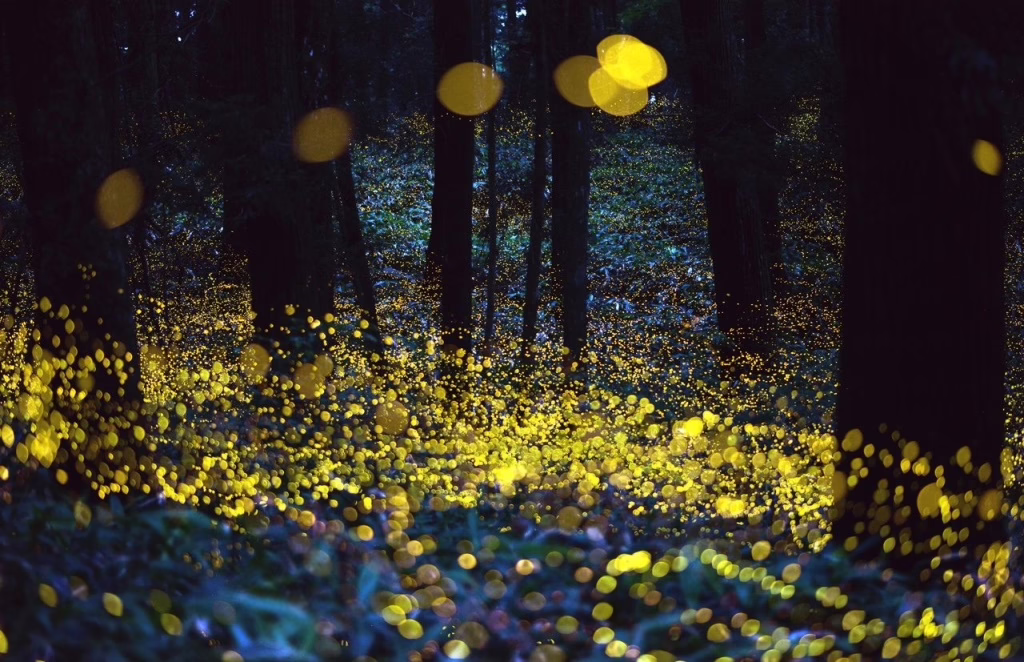 Fireflies in Mexico