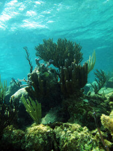 marine life tulum