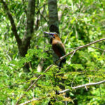 Wildlife
