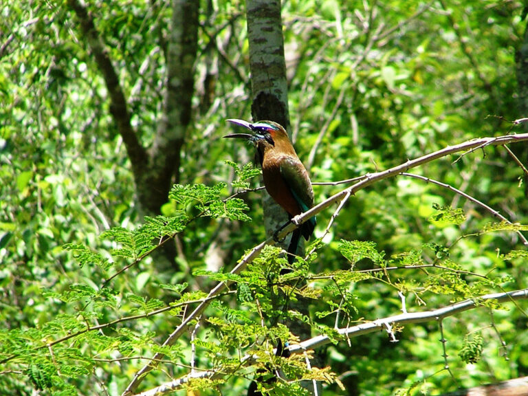 Wildlife