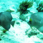 Snorkel, Sea & Cenote in Tulum