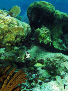 Snorkel, Sea & Cenote in Tulum