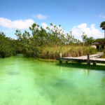 Mangrove