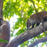 Wildlife