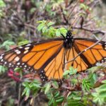 Mexico Monarch Butterfly