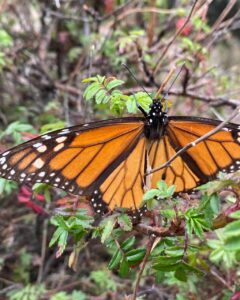 Mexico Monarch Butterfly