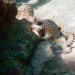 Snorkel, Sea & Cenote in Tulum