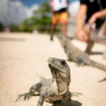 Lizard