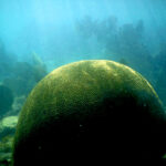 Snorkel, Sea & Cenote in Tulum
