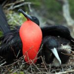 Coba Tour (Birdwatching)