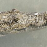 Crocodile mexico