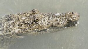 Crocodile mexico