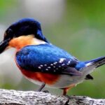 Muyil (Bird)