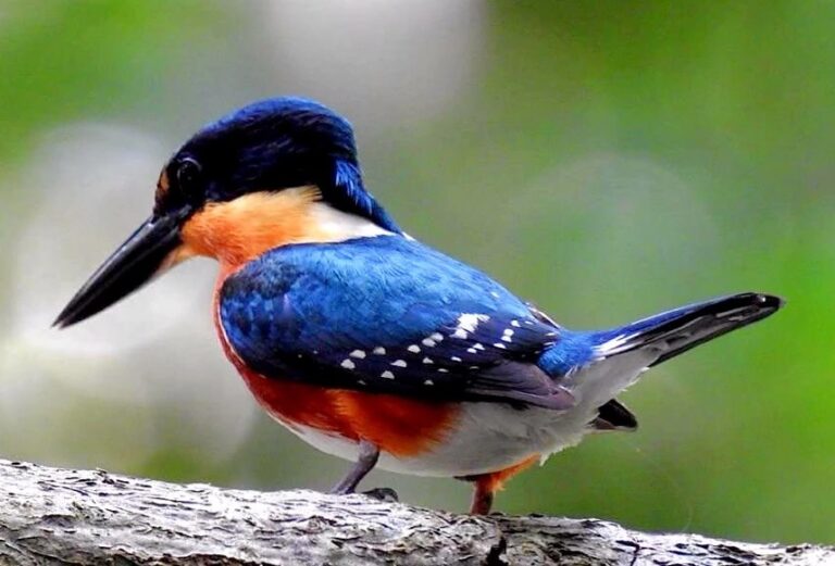Muyil (Bird)