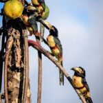 Bird Watching Cancun
