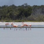 Flamingos