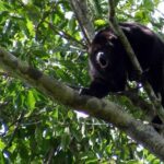 Mokey in Trees