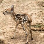 Bambi