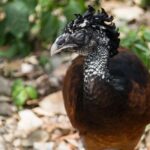 turkey animal