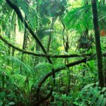 Yucatan Jungle
