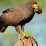 Bacalar Tour (Bird Island)