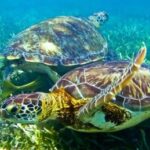 Marine Life