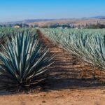 tequila tour guadalajara (Plantation)
