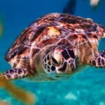 Tour Riviera Maya (Sea Turtle)