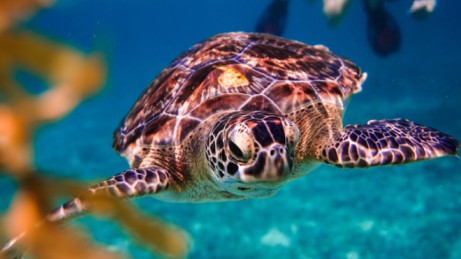 Tour Riviera Maya (Sea Turtle)