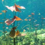 Underwater Flowers