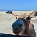 Cabo Pulmo Tour (Jeep car / Private / 6h)