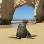 Seal at Beach